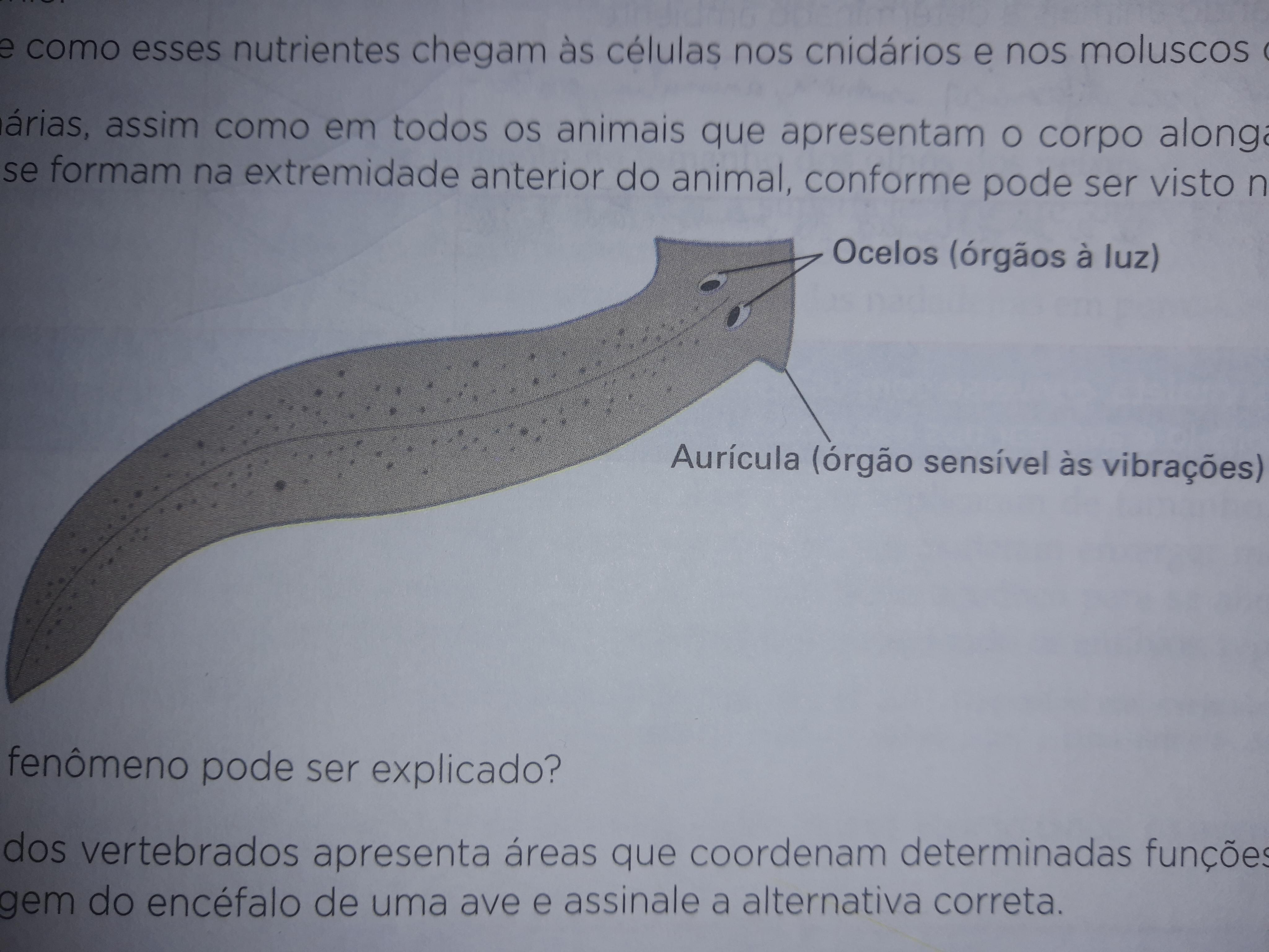 Nas planárias, assim como em todos os animais que apresenta
