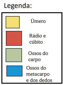 Qual a relação entre os membros do tetrápode ancestral(Ichthyostega) e os Vertebrados atuais?