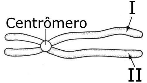 (PRECISO DESSA COM URGENCIA!!!!!)A figura abaixo representa um cromossomo em metáfase mitótica. Portanto, os números I e II correspondem