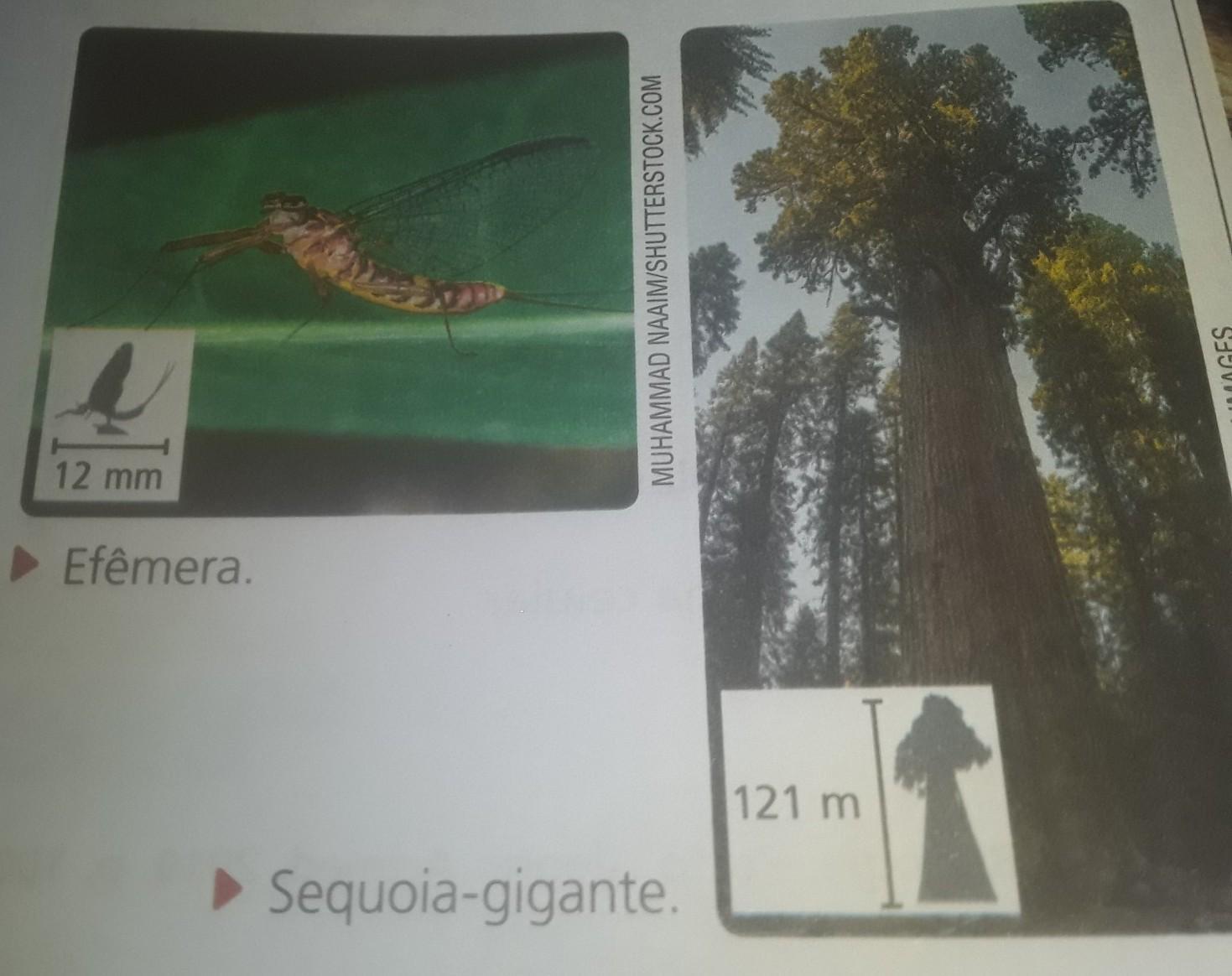 a) Quais são as características que esses indivíduos apresentam em comum para seres considerados seres vivos?