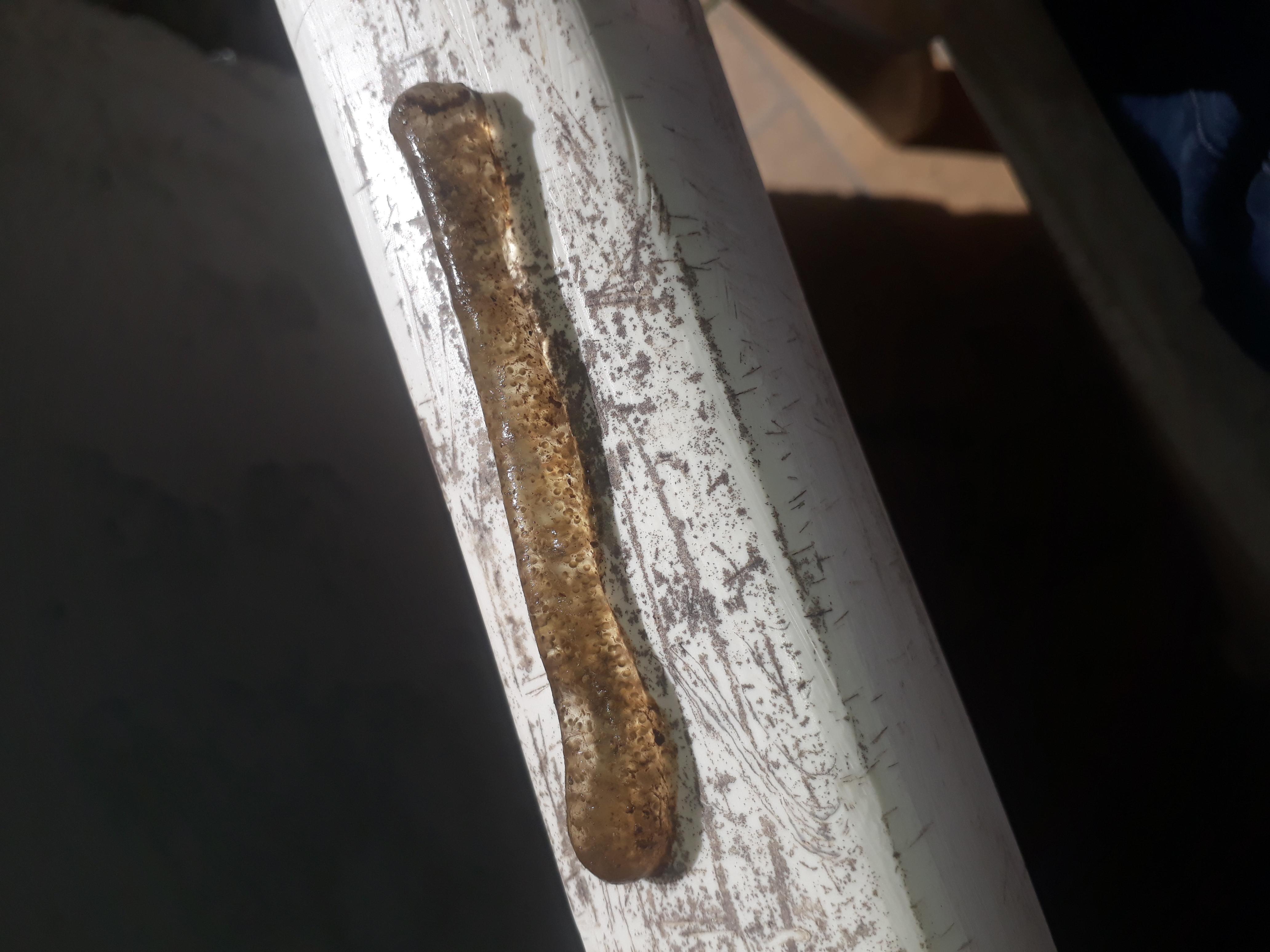 Alguém sabe se isso aq realmente é um pyrosoma atlanticum? Pesquisei mas n tenho certeza...Encontrei em um ribeirão e ele tem uma textura