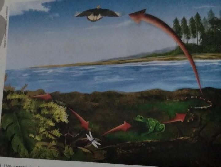 um agrotóxico foi aplicado em uma lavadora para matar larva em um inseto que alimentar das Folhas das plantas considere que tal lavadora está localiza