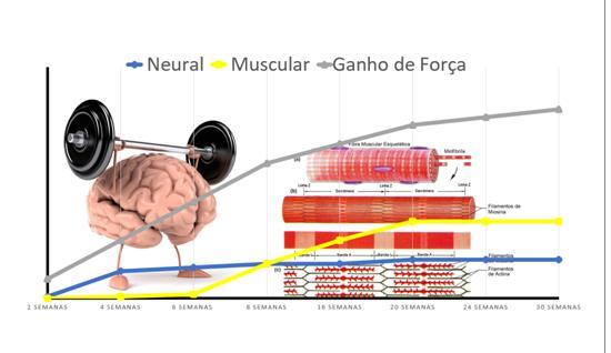 Figura 2 – Representação da organização temporal para aumento de força muscular associada ao treinamento resistidoA partir da imagem acima
